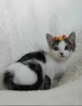 Bella