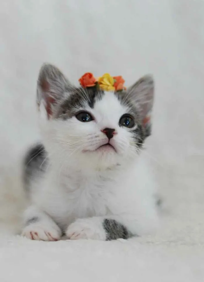 Gato ra a Srd idade 2 a 6 meses nome Bella