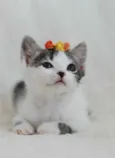 Bella