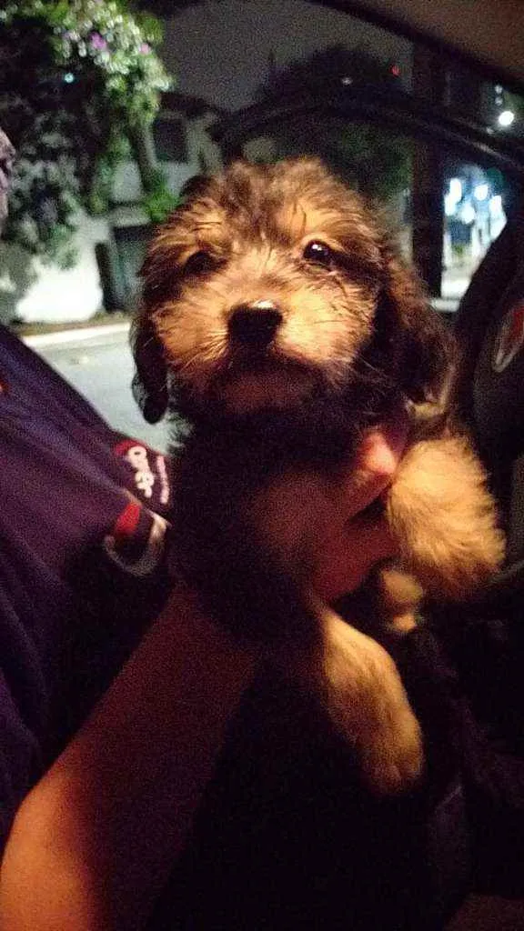 Cachorro raça SRD idade 2 a 6 meses nome Rosinha