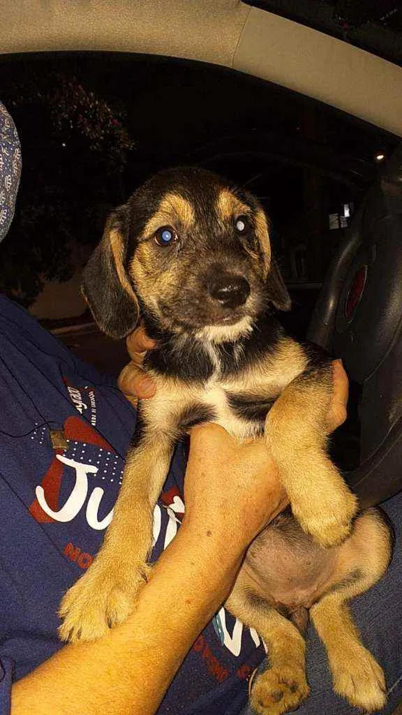 Cachorro raça SRD idade 2 a 6 meses nome Flor