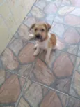 Harvey