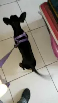 Garoto