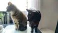 Jolie e Zézinho