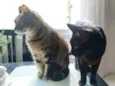 Jolie e Zézinho