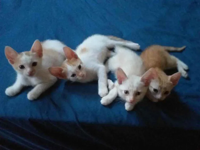 Gato raça  idade Abaixo de 2 meses nome Gatos