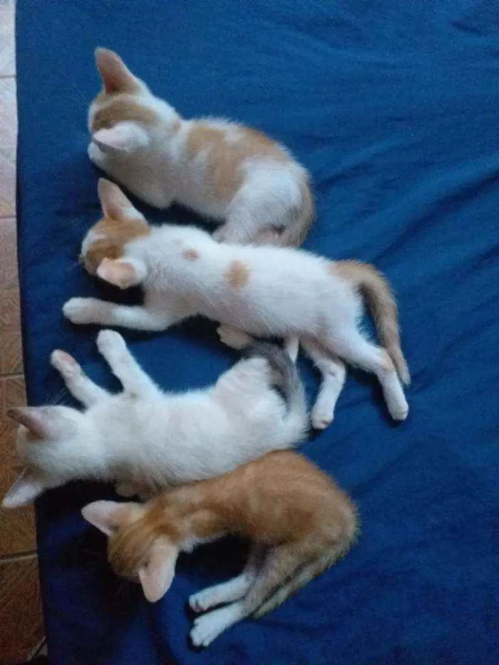 Gato raça  idade Abaixo de 2 meses nome Gatos