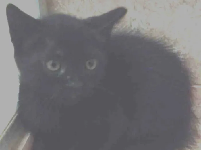 Gato ra a SRD idade Abaixo de 2 meses nome Peggy