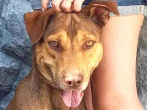 Cachorro raça SRD idade 3 anos nome Cookie