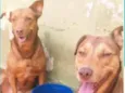 Cachorro raça SRD-ViraLata idade 4 anos nome Shakira