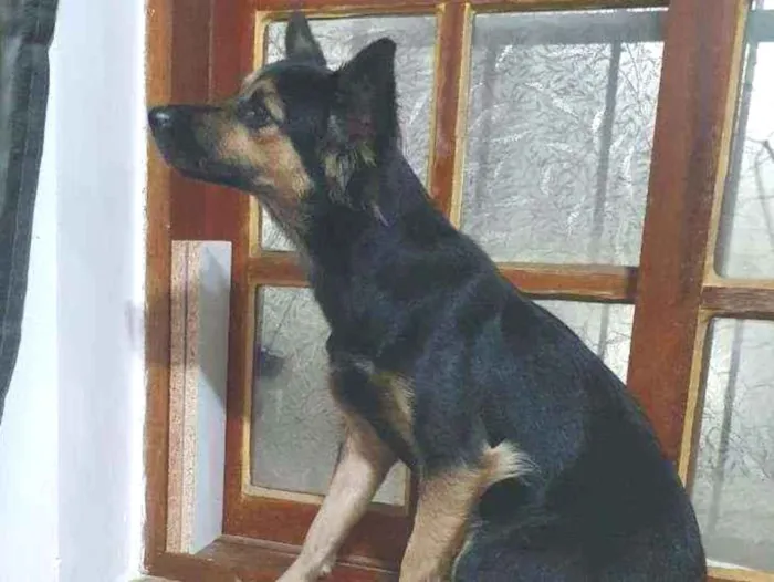 Cachorro ra a Srd mestiço  idade 7 a 11 meses nome Ravena