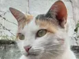 Menina