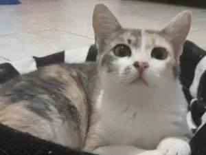 Gato raça Sem raça definida idade 2 a 6 meses nome Trinity