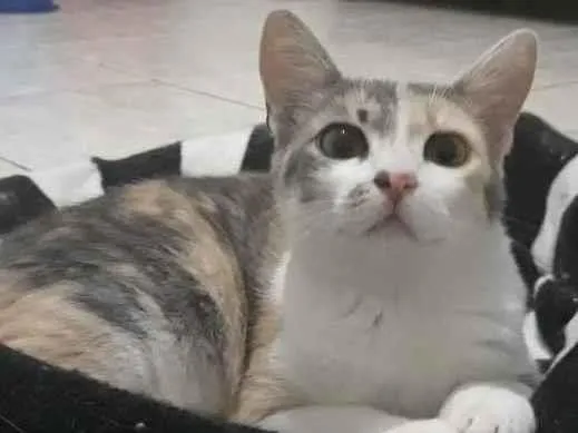 Gato ra a Sem raça definida idade 2 a 6 meses nome Trinity