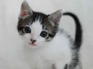 Gato raça Srd idade 2 a 6 meses nome Ravi