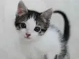 Ravi