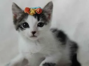 Gato raça Srd idade 2 a 6 meses nome Bella