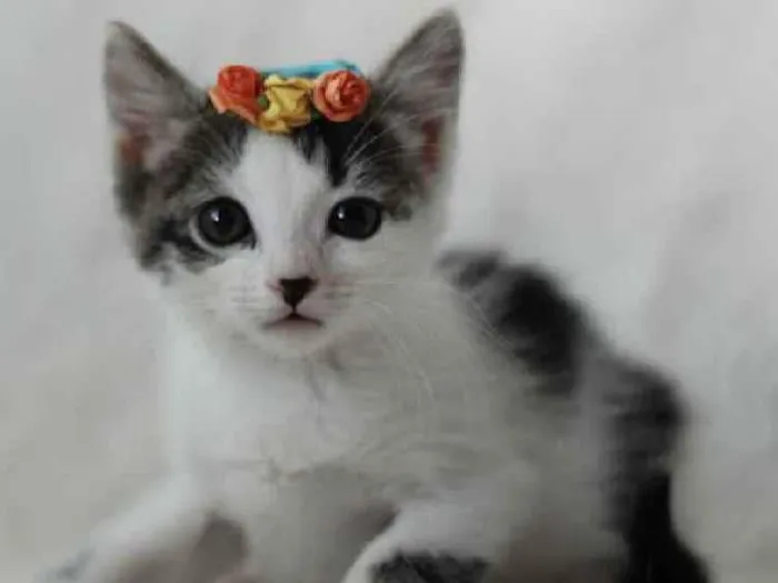 Gato ra a Srd idade 2 a 6 meses nome Bella
