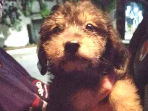 Cachorro raça SRD idade 2 a 6 meses nome Rosinha