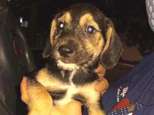 Cachorro raça SRD idade 2 a 6 meses nome Flor