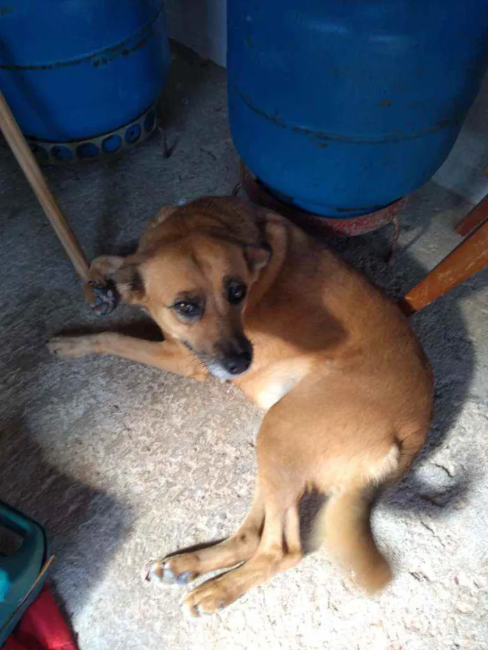 Cachorro raça SRD idade 5 anos nome Grace