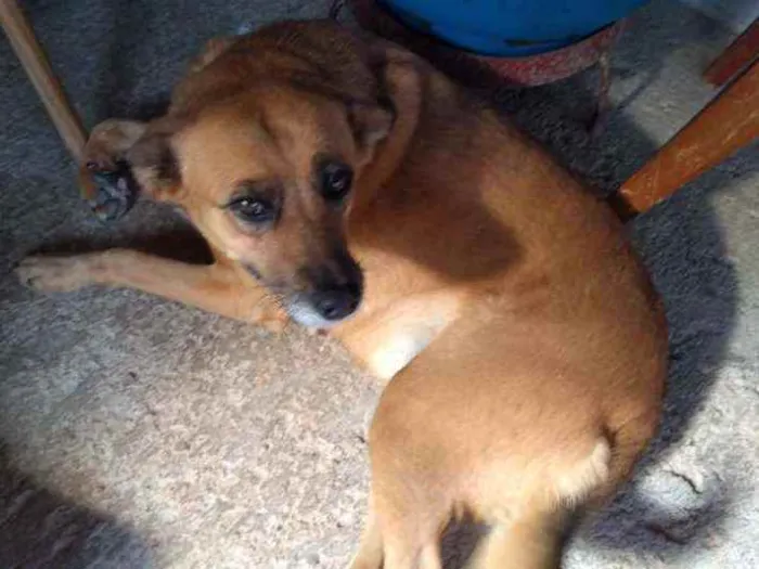 Cachorro raça SRD idade 5 anos nome Grace