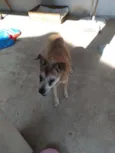 Laika
