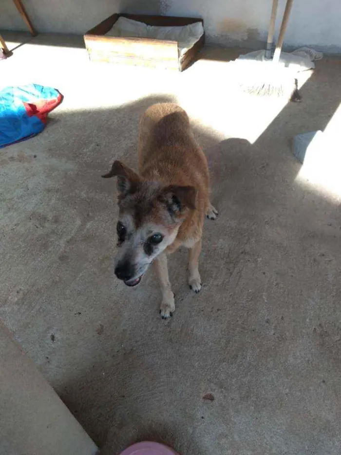 Cachorro raça SRD idade 6 ou mais anos nome Laika