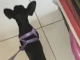 Garoto