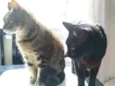 Jolie e Zézinho