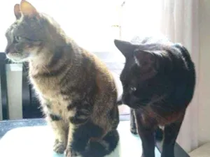 Gato raça SRD idade 6 ou mais anos nome Jolie e Zézinho