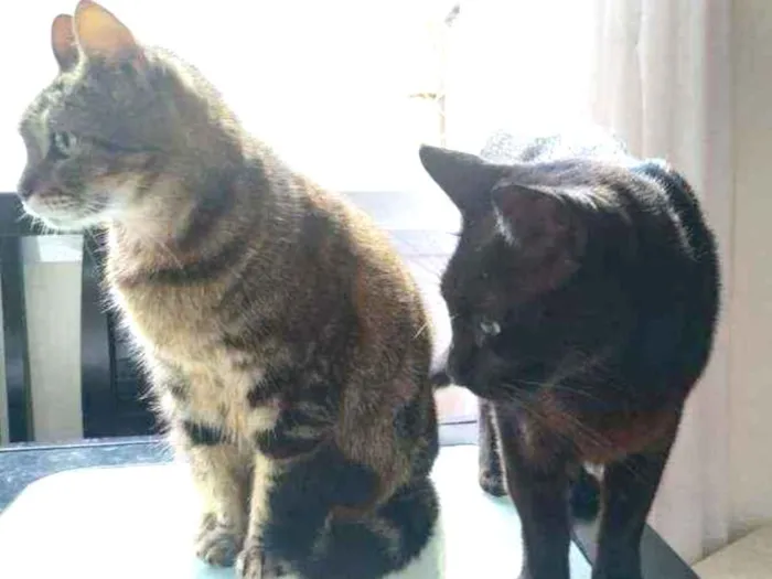 Gato ra a SRD idade 6 ou mais anos nome Jolie e Zézinho
