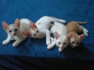 Gato raça  idade Abaixo de 2 meses nome Gatos