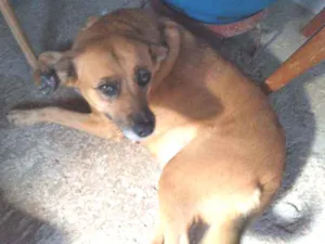 Cachorro raça SRD idade 5 anos nome Grace