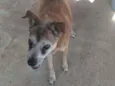 Laika