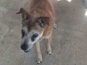 Cachorro raça SRD idade 6 ou mais anos nome Laika
