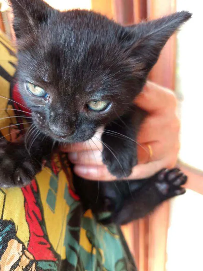 Gato ra a SRD idade Abaixo de 2 meses nome Peggy