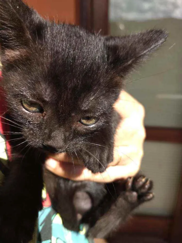 Gato ra a SRD idade Abaixo de 2 meses nome Peggy