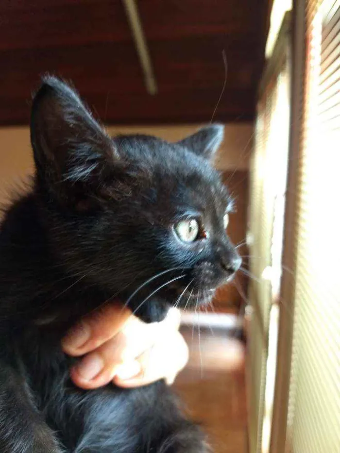 Gato ra a SRD idade Abaixo de 2 meses nome Peggy