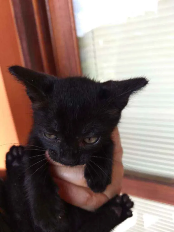 Gato ra a SRD idade Abaixo de 2 meses nome Peggy