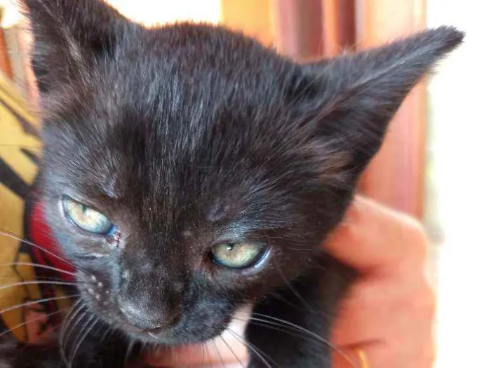 Gato ra a SRD idade Abaixo de 2 meses nome Peggy