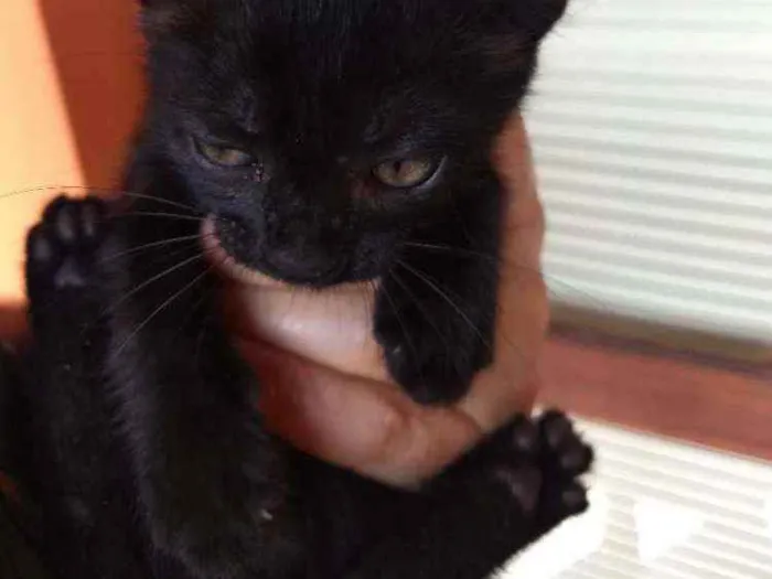 Gato ra a SRD idade Abaixo de 2 meses nome Peggy