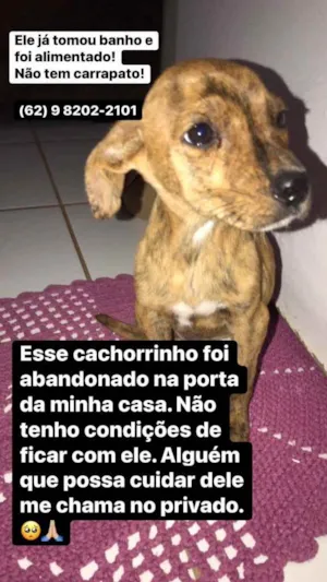 Cachorro raça vira-lata  idade Abaixo de 2 meses nome Leo