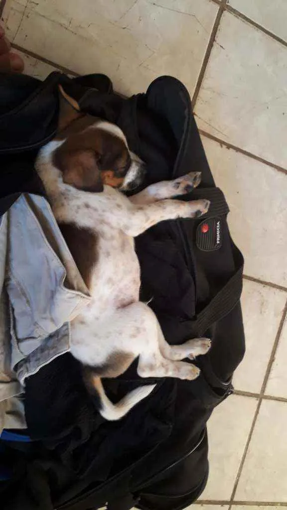 Cachorro ra a Vira-lata idade Abaixo de 2 meses nome Bernardo 