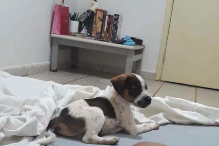 Cachorro ra a Vira-lata idade Abaixo de 2 meses nome Bernardo 