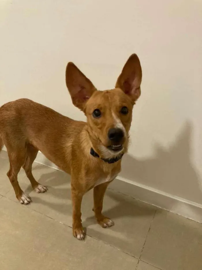 Cachorro raça SRD idade 7 a 11 meses nome Marley