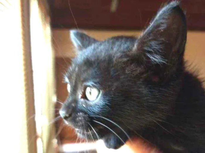 Gato ra a SRD idade Abaixo de 2 meses nome Peggy