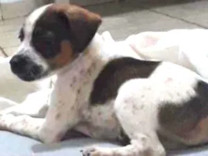 Cachorro raça Vira-lata idade Abaixo de 2 meses nome Bernardo 