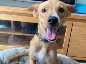 Cachorro raça SRD idade 7 a 11 meses nome Marley