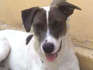 Cachorro raça Indefinida idade 7 a 11 meses nome Cujp